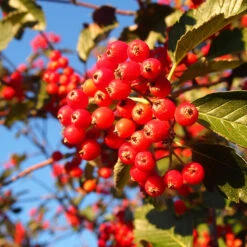 Oxel, Högstam St.omf. 8-10cm -Hot Sale Wexthuset Store bar pa alletrad oxel