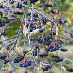 Slånaronia 'Elata' 60-100 Cm, 5-pack -Hot Sale Wexthuset Store bar pa aronia 3