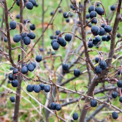 Häckoxbär 60-100 Cm, 50-pack -Hot Sale Wexthuset Store bar pa hackoxbar cotoneaster lucidus hack 1