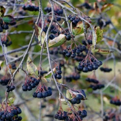 Slånaronia 'Elata' E -Hot Sale Wexthuset Store bar pa slanaronia aronia prunifolia elata