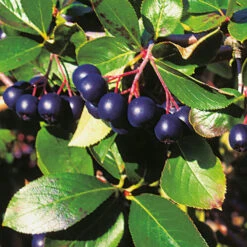 Svartaronia 'Hugin' E -Hot Sale Wexthuset Store bar pa svartaronia hugin aronia melanocarpa