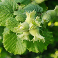 Hasselnöt 'Webb's Prize Cob', 1-pack -Hot Sale Wexthuset Store barbuske hasselnot webbs prize cob 1