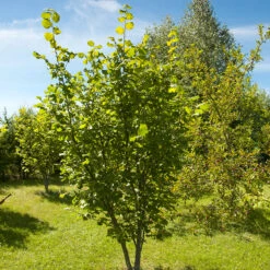 Hasselnöt 'Webb's Prize Cob', 1-pack -Hot Sale Wexthuset Store barbuske hasselnot webbs prize cob 2