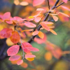 Bärhäggmispel 10-pack -Hot Sale Wexthuset Store barhaggmispel amelanchier alnifolia 2