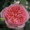 Ros 'Boscobel'
