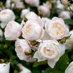 Ros 'Desdemona' -Hot Sale Wexthuset Store barrotad ros desdemona 1