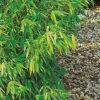 Bergbambu 'Panda' 100+cm