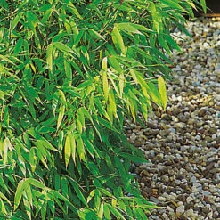 Bergbambu 'Panda' 100+cm