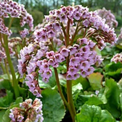 Hjärtbergenia 'Möja', 3-pack -Hot Sale Wexthuset Store bergenia cordifolia moja hjartbergenia