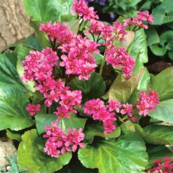 Hjärtbergenia 'Rotblum', 6-pack