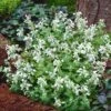 Bergnepeta 'Snowflake', 6-pack 2 Bergnepeta 'Snowflake', 6-pack -Hot Sale Wexthuset Store bergnepeta snowflake