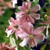 Klematis 'Broughton Star' -Hot Sale Wexthuset Store bergsklematis clematis montana broughton star