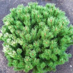 Bergtall 'Mops', 1-pack