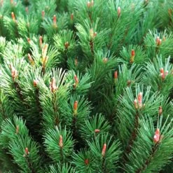 Bergtall 'Mops', 5-pack -Hot Sale Wexthuset Store bergtall mops 2 2