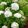 Björkspirea 15-30 Cm, 100-pack -Hot Sale Wexthuset Store bjorkspirea spirea betulifolia