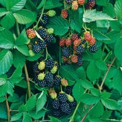 Björnbär 'Thornfree', 1-pack -Hot Sale Wexthuset Store bjornbar thornfree 2