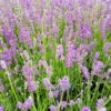 Lavendel 'Munstead'
