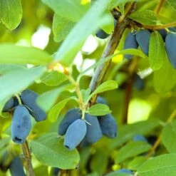 Blåbärstry 'Wojtek', 3-pack -Hot Sale Wexthuset Store blabarstry 2