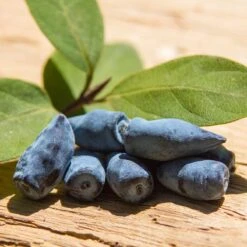 Blåbärstry 'Wojtek', 3-pack -Hot Sale Wexthuset Store blabarstry 3