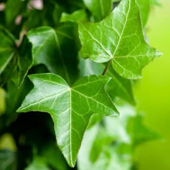 Murgröna -Hot Sale Wexthuset Store blad murgrona klattervaxt