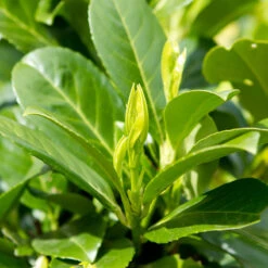 Lagerhägg På Stam 'Etna', 100-120 Co -Hot Sale Wexthuset Store blad pa lagerhagg etna