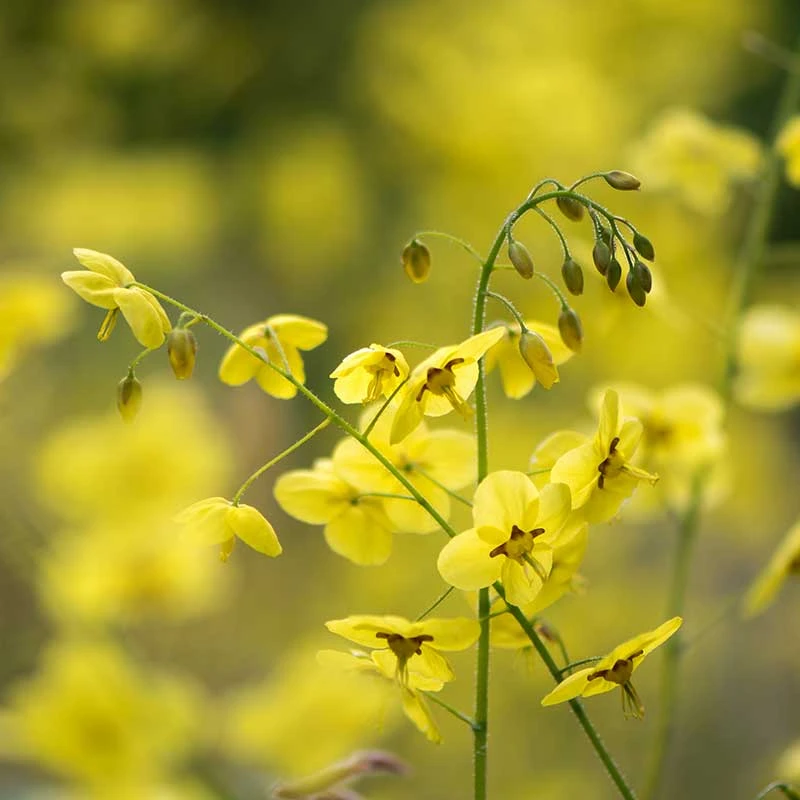 Blekgul Sockblomma 'Sulphureum', 3-pack 4 Blekgul Sockblomma 'Sulphureum', 3-pack - Image 2