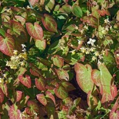 Blekgul Sockblomma 'Sulphureum', 3-pack