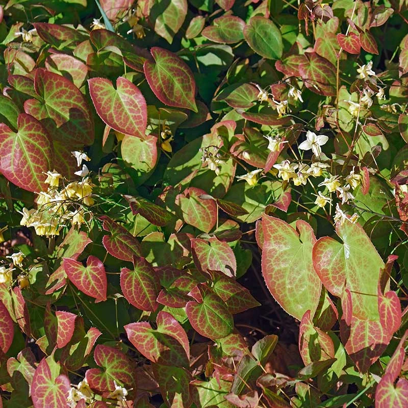 Blekgul Sockblomma 'Sulphureum', 3-pack 3 Blekgul Sockblomma 'Sulphureum', 3-pack