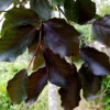 Blodbok, Fagus Sylvatica 'Purpurea' -Hot Sale Wexthuset Store blodbok fagus sylvatica purpurea