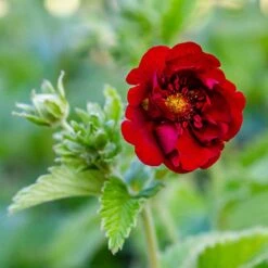 Blodfingerört , 6-pack