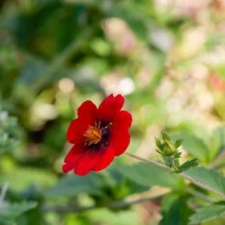 Blodfingerört , 6-pack -Hot Sale Wexthuset Store blodfingerort 3