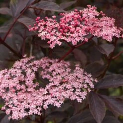 Blodfläder 'Black Beauty', 5-pack