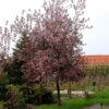 Blodhägg, Prunus Padus 'Colorata' -Hot Sale Wexthuset Store blodhagg prunus adus colorata