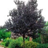 Blodplommon, Prunus Cerasifera 'Nigra' -Hot Sale Wexthuset Store blodplommon prunus cerasifera nigra