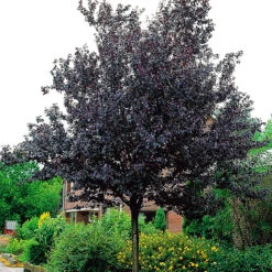 Blodplommon, Prunus Cerasifera 'Nigra'