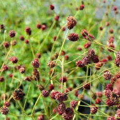 Blodtopp 'Tanna', 6-pack -Hot Sale Wexthuset Store blodtopp tanna 2