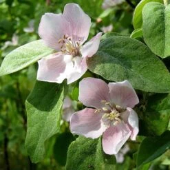 Kvitten 'Vranja' -Hot Sale Wexthuset Store blomma kvitten cydonia oblonga