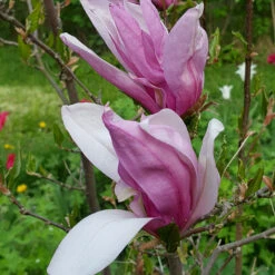 Rosenmagnolia 'Susan' -Hot Sale Wexthuset Store blomma pa magnolia susan