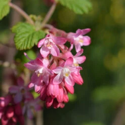 Rosenrips 'King Edward VII', 1-pack -Hot Sale Wexthuset Store blomma pa rosenrips king edward vii