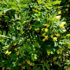 Häckkaragan, Sibirisk ärtbuske 10-pack -Hot Sale Wexthuset Store blommor pa artbuske