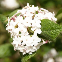 Luktolvon 'Aurora', 1-pack -Hot Sale Wexthuset Store blommor pa luktolvon aurora