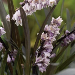 Mörkt Ormskägg 'Niger', 2L 5 Mörkt Ormskägg 'Niger', 2L -Hot Sale Wexthuset Store blommor pa ophiopogon niger
