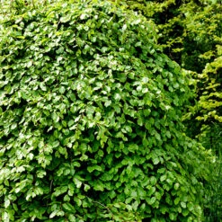 Bok 50-80 Cm, 100-pack