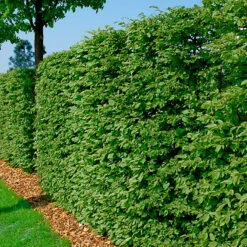 Bok 125-150 Cm, 10-pack