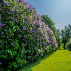 Syren 10-pack -Hot Sale Wexthuset Store bondsyren syringa vulgaris fullvuxen