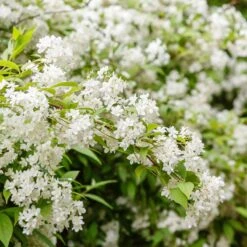 Bruddeutzia 10-pack -Hot Sale Wexthuset Store bruddeutzia co 2