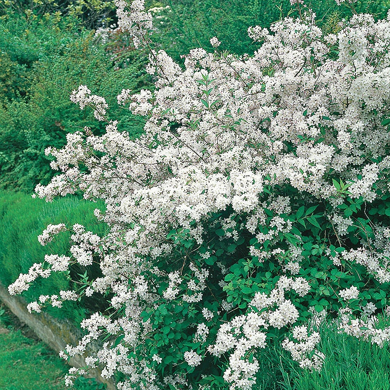 Bruddeutzia 4 Bruddeutzia - Image 2