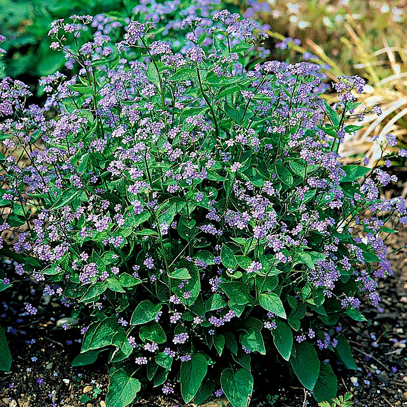 Kaukasisk Förgätmigej, 6-pack 3 Kaukasisk Förgätmigej, 6-pack
