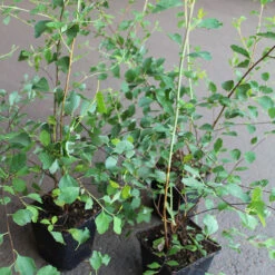 Bukettspirea 10-pack -Hot Sale Wexthuset Store buketspirea spirea vanhouttei krukodlad