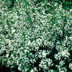 Bukettapel, Malus Toringo Var. Sargentii -Hot Sale Wexthuset Store bukettapel som hack